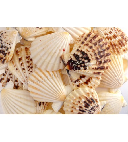 Radula Deniz Kabuğu 1 Kg